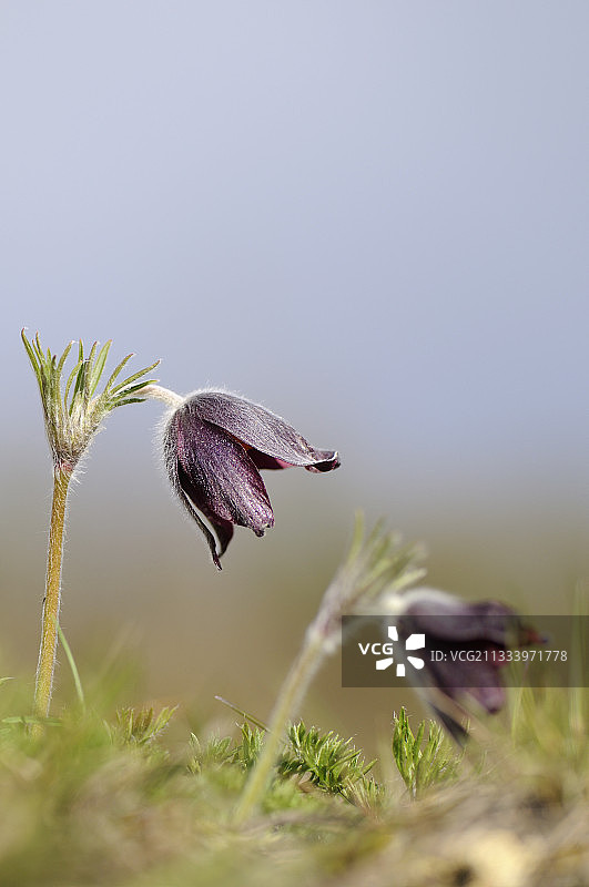法国白头翁花图片素材