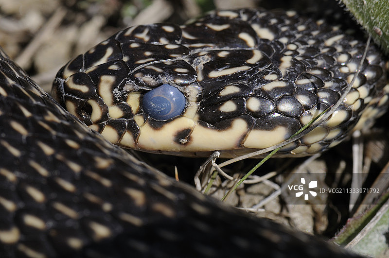 法国西部鞭蛇蜕皮的肖像图片素材
