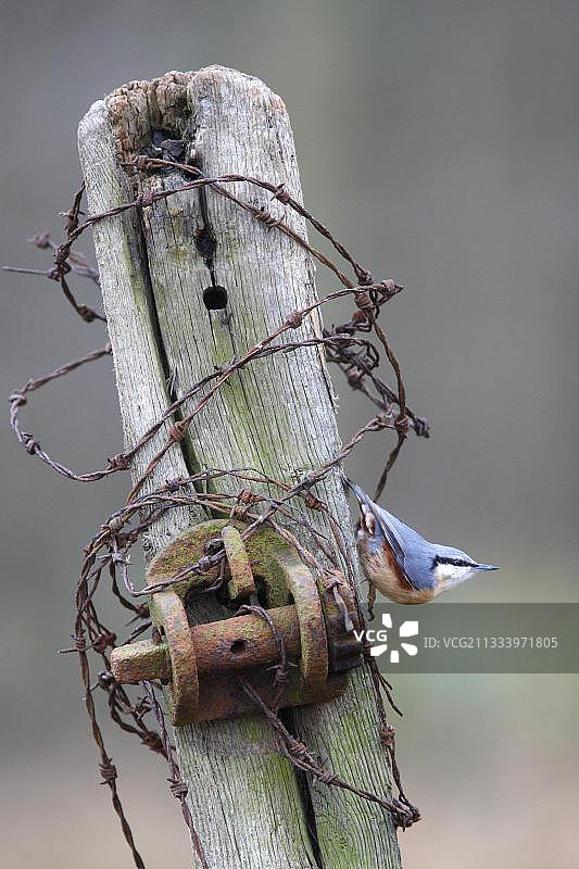 在旧围栏柱子上的Nuthatch鸟图片素材