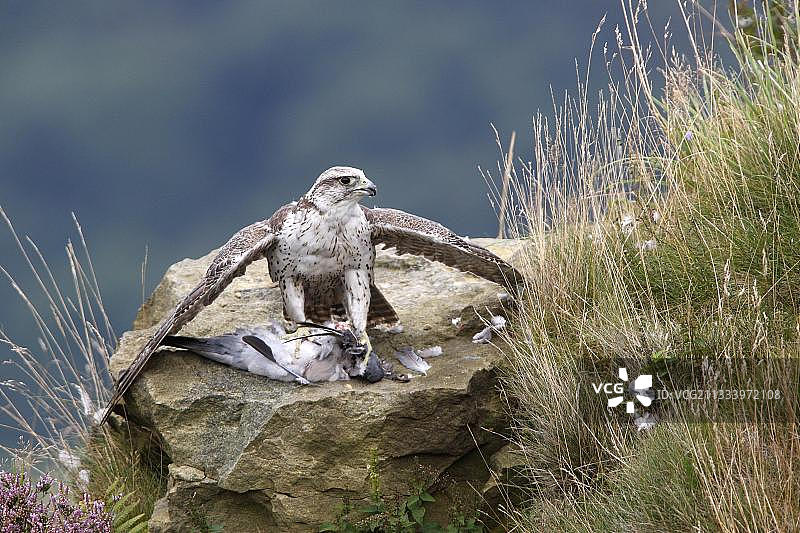 在悬崖上捕食猎物的矛隼图片素材