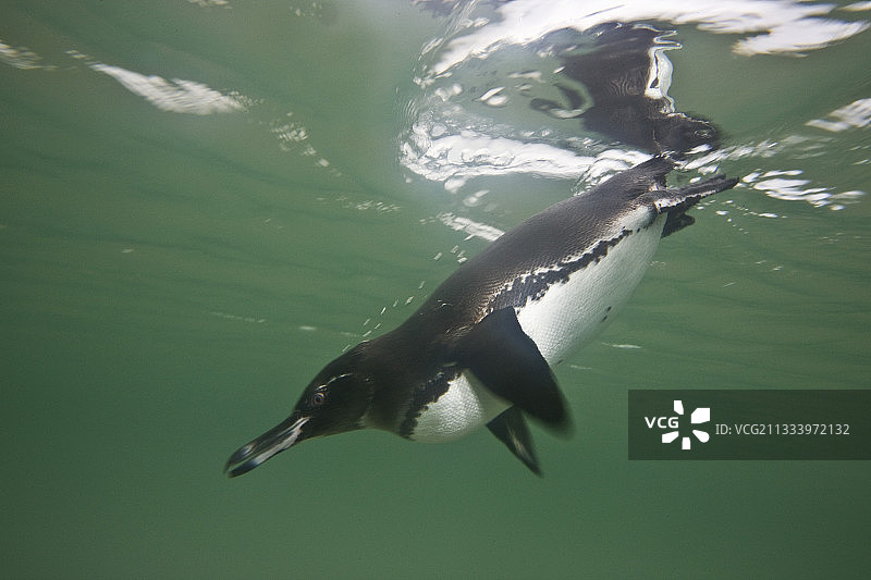 加拉帕戈斯企鹅在伊莎贝拉水下潜水图片素材