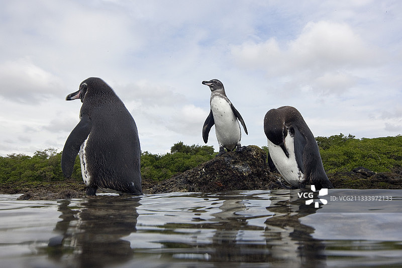 加拉帕戈斯群岛企鹅：伊莎贝拉岛海滩图片素材