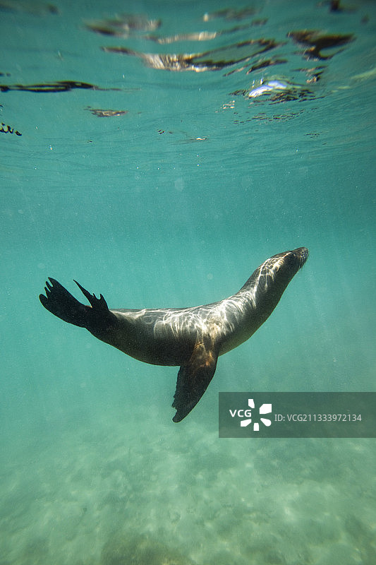 伊莎贝拉岛加拉帕戈斯海狮浮潜区图片素材