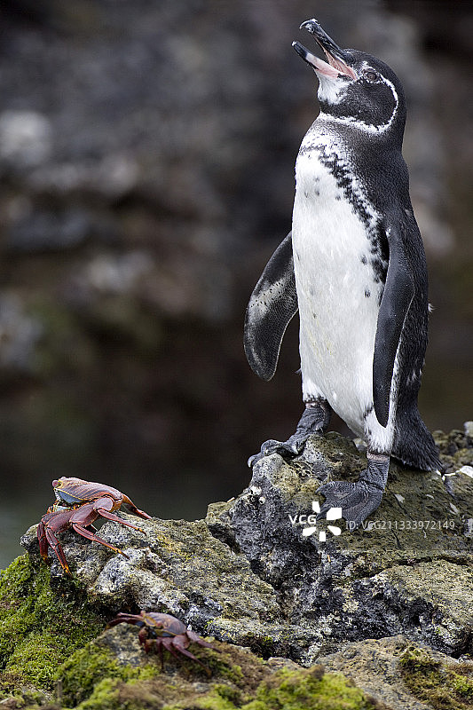 在岩石上哭泣的加拉帕戈斯企鹅和螃蟹图片素材