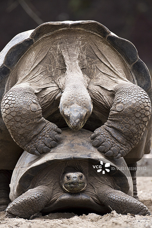 内格拉山巨龟交配，伊莎贝拉岛，加拉帕戈斯群岛图片素材