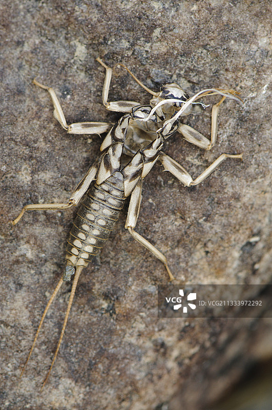 石蝇蜕皮后的空壳，西班牙比利牛斯山图片素材