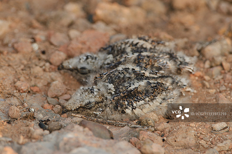 西班牙红颈夜鹰的两只雏鸟在巢中图片素材