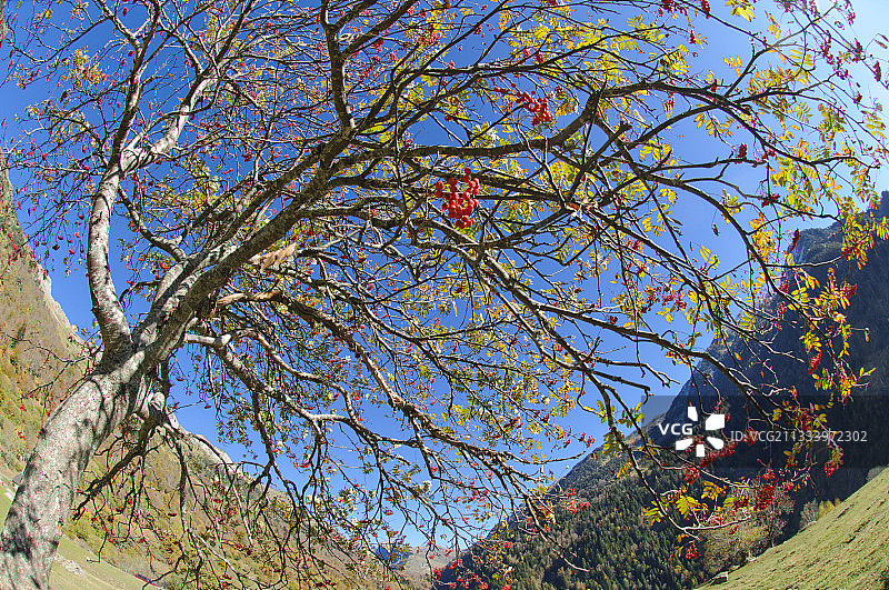 西班牙阿兰山谷的欧洲花楸图片素材