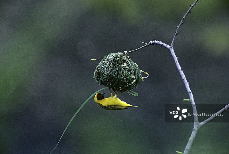肯尼亚筑巢的小型织布鸟图片素材