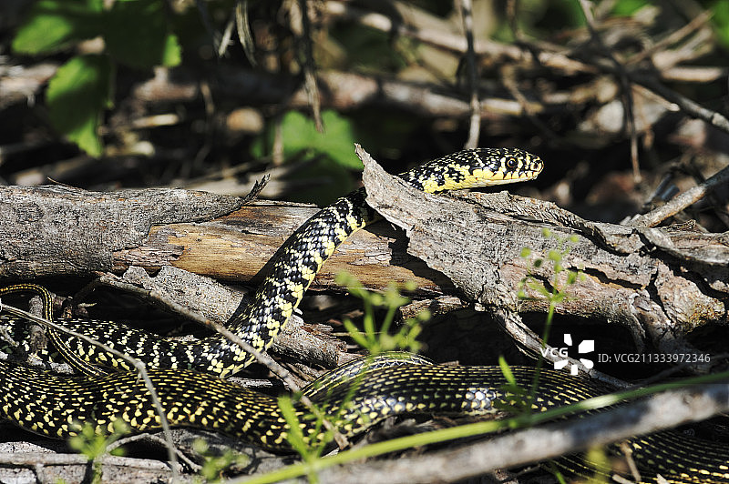 法国六月清晨树篱中的西部鞭蛇图片素材