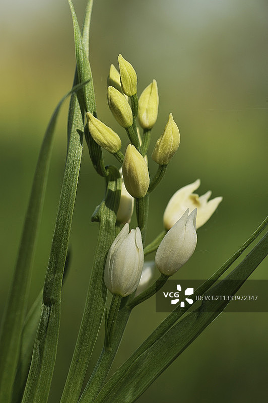 她住在树林和灌木丛边图片素材