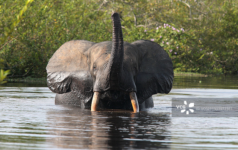 雨季中觅食的单身男子图片素材