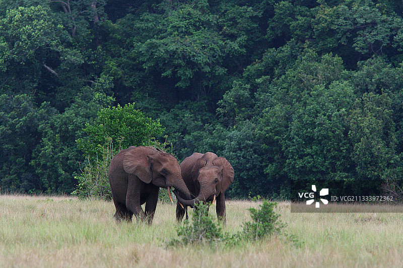 加蓬洛安果国家公园黄昏时分的大象森林图片素材