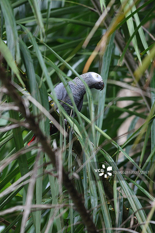 加蓬埃文格泻湖中的鹦鹉图片素材