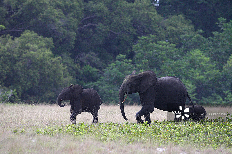 加蓬罗安戈国家公园的雌性非洲象和幼崽图片素材