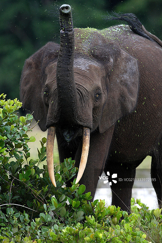 加蓬洛安果国家公园里嬉戏的非洲象图片素材