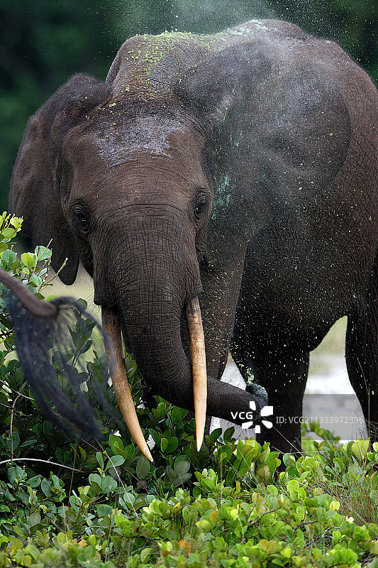 加蓬洛安果国家公园里嬉戏的非洲象图片素材