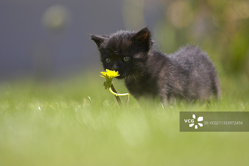 花园里，小猫触摸蒲公英图片素材