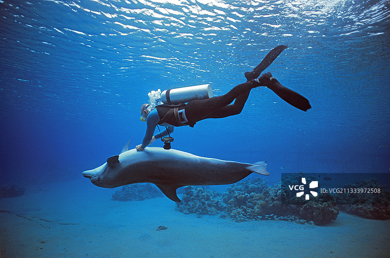 潜水员在埃拉特海豚礁给宽吻海豚挠痒图片素材