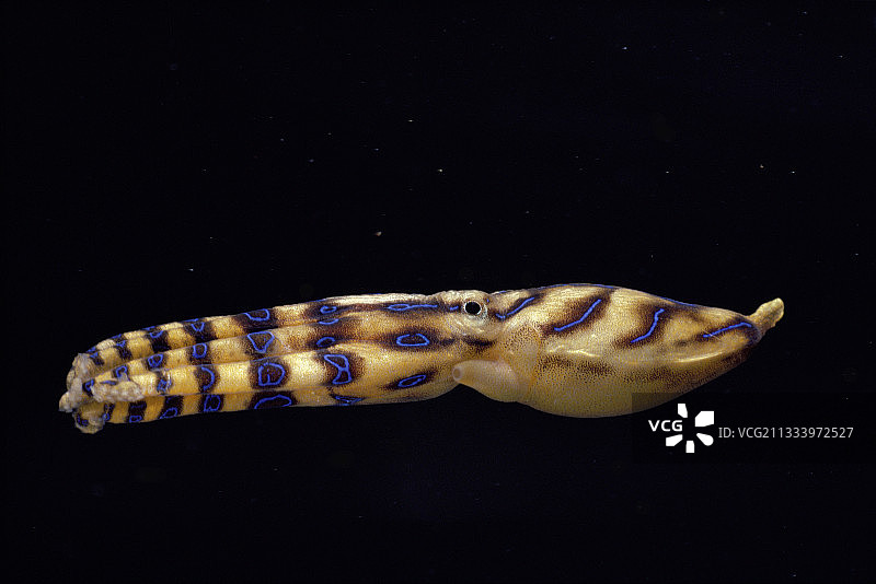 夜晚游泳的剧毒蓝环章鱼，澳大利亚图片素材