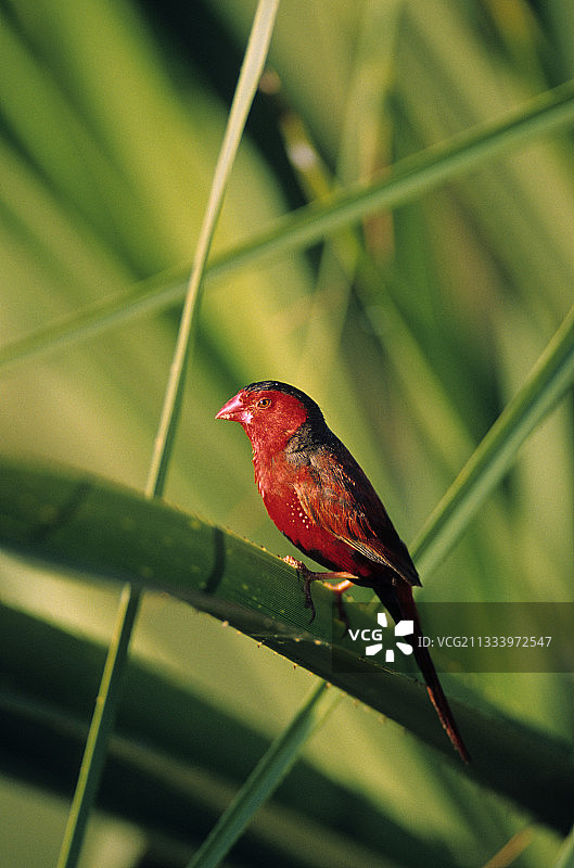 普通绯胸鹦雀图片素材