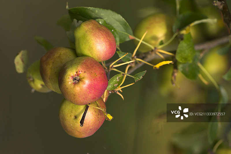 用于生产苹果酒的苹果树枝图片素材