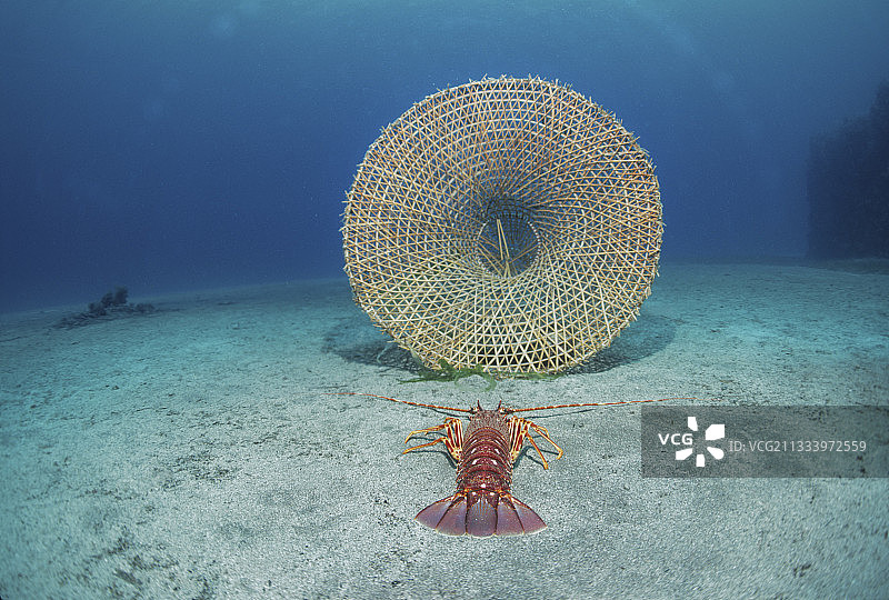 乌斯蒂卡岛附近水中陷阱用的多刺龙虾头图片素材