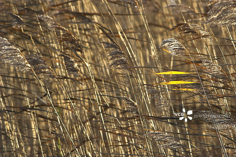 芦苇丛与阳光下的树叶图片素材