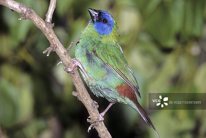 树枝上的蓝面鹦雀雄鸟图片素材