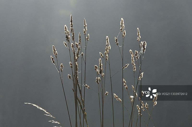 法国上卢瓦尔省逆光下的草茎图片素材