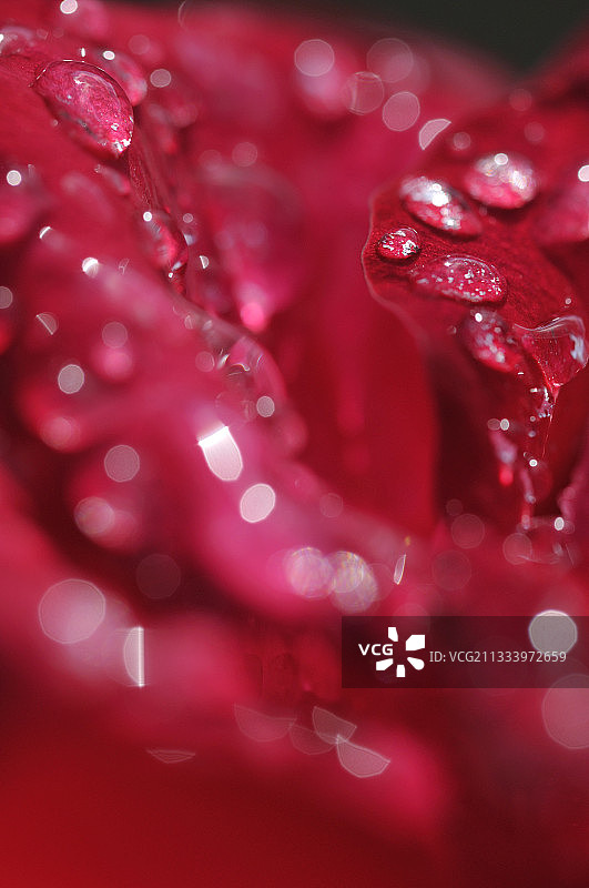 玫瑰花瓣上的露珠特写图片素材