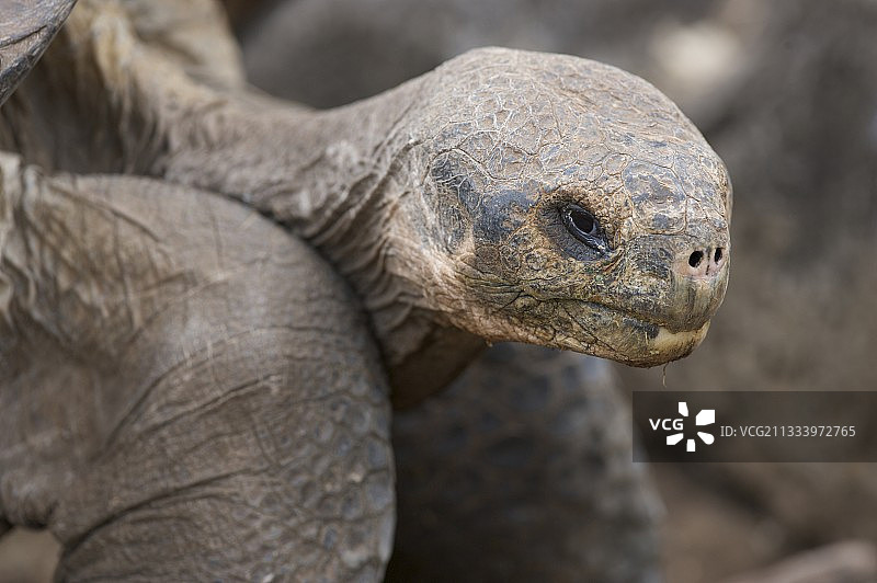 巨型海龟与火山狼，圣克鲁斯加拉帕戈斯群岛图片素材