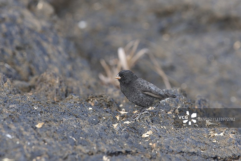 加拉帕戈斯群岛伊莎贝拉岛上的小地雀图片素材