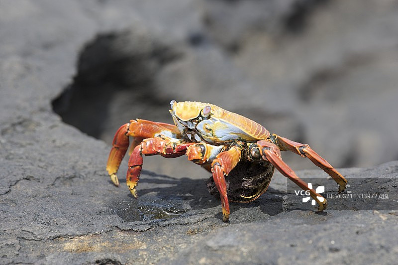 加拉帕戈斯群岛巴托洛梅岛：携带卵的轻脚蟹图片素材