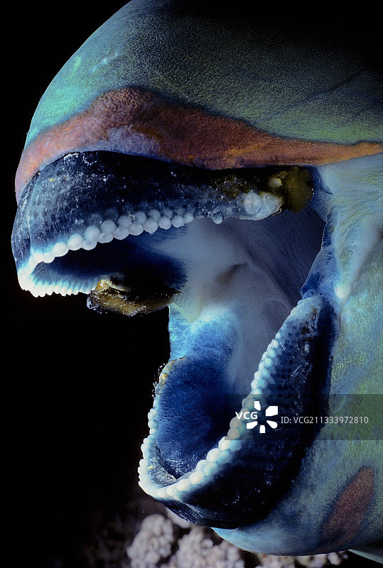 锈鹦嘴鱼口部，埃及红海图片素材