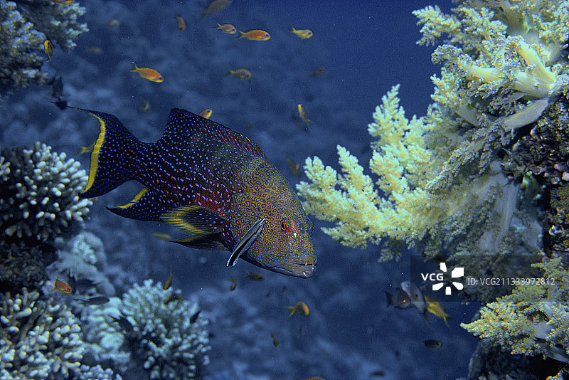 月尾石斑鱼和共生清洁鱼，红海图片素材