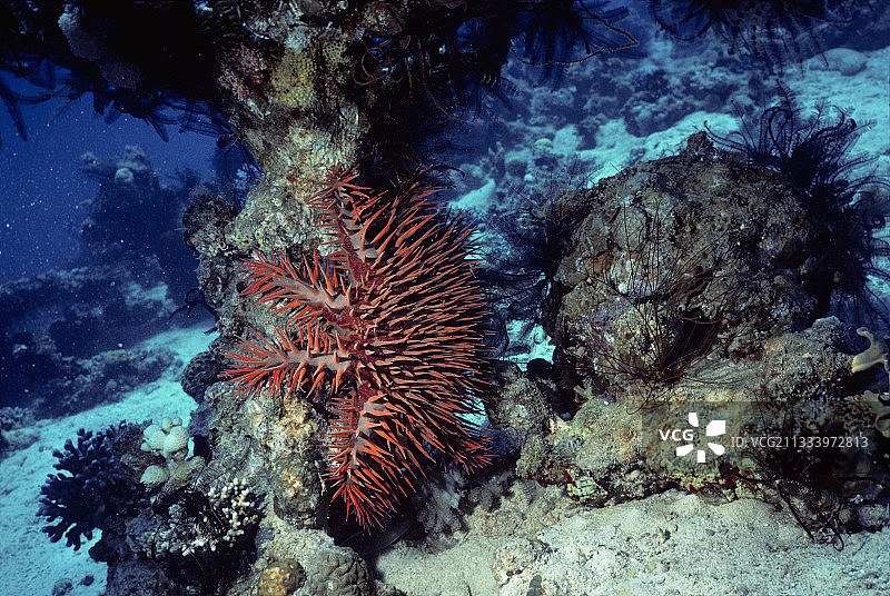 正在吞食红海珊瑚的棘冠海星图片素材