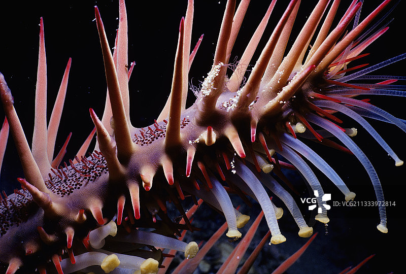 红海中的棘冠海星的手臂和管状足图片素材