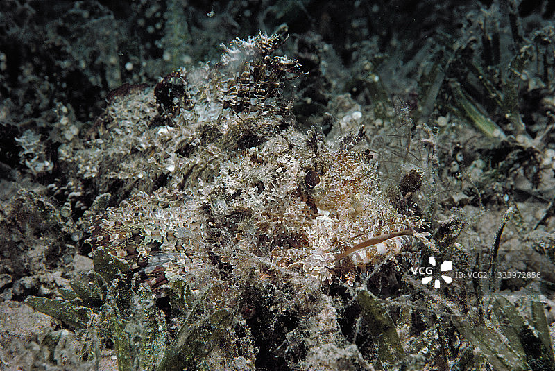 伪装在红海沙质海底的缨须蓑鲉图片素材
