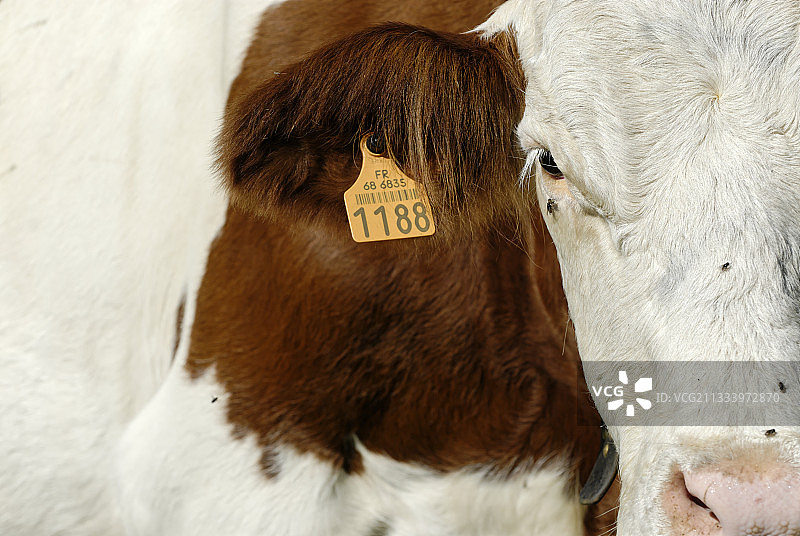 上莱茵河苏尔泽伦韦特施泰因的西门塔尔牛颈图片素材