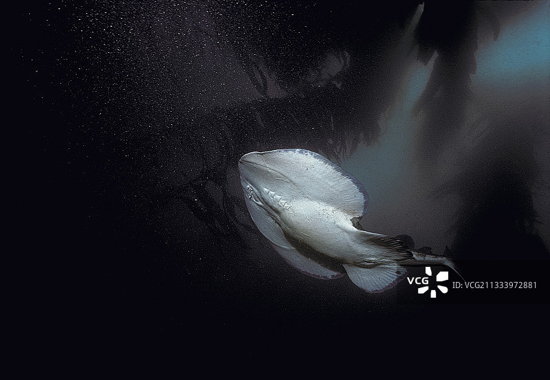 太平洋电鳐潜入海藻林图片素材