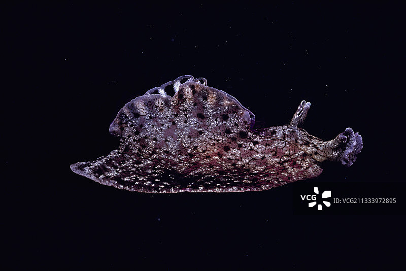 这种海蛞蝓（海兔）常用于与神经系统和脑行为相关的动物实验室研究图片素材