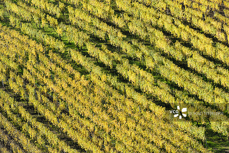 法国上莱茵省的阿尔萨斯葡萄园图片素材