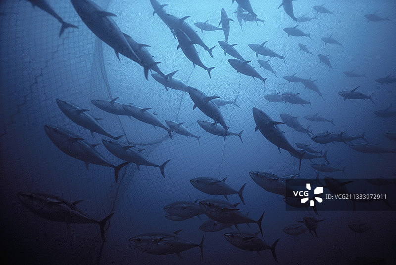 金枪鱼网中游动的巨大蓝鳍金枪鱼，意大利图片素材