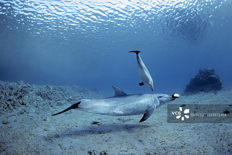宽吻海豚和小海豚玩海参图片素材