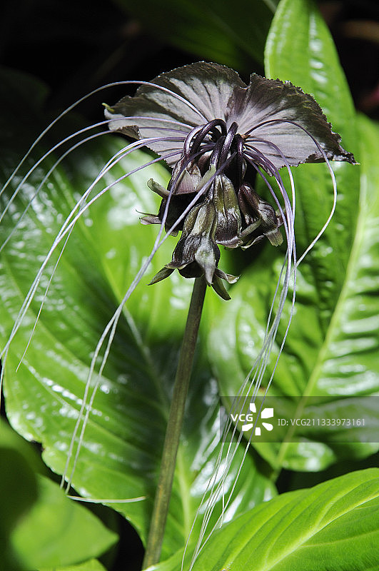 马来西亚蝙蝠花图片素材