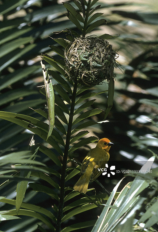 肯尼亚巢下的塔韦塔金织布鸟图片素材