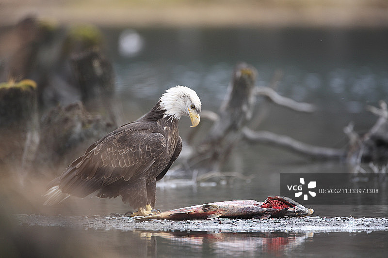 白头海雕正在食用阿拉斯加鲑鱼图片素材