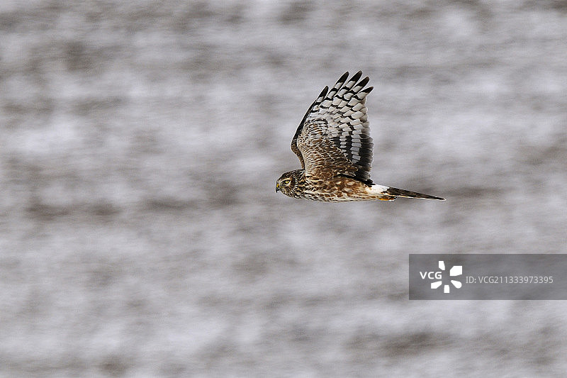 在法国飞行中寻找猎物的雌性白尾鹞图片素材