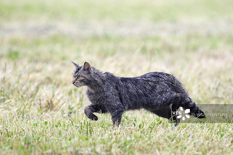 在法国草地雨中捕猎的野猫图片素材